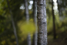 Close up of a birch tree in forest