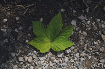green leaf in gravel 