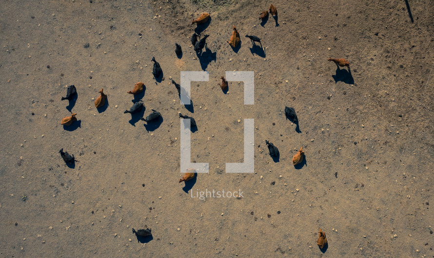 Aerial shot of a group of cattle.