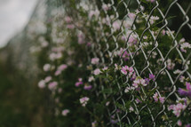flowers through a chain link fence 