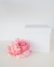 pink peony and white gift box 
