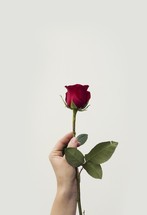 arm holding a red rose 