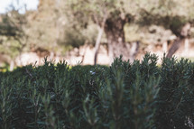 rosemary and olive trees 
