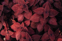 red leaves 