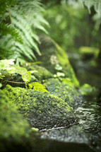 moss on rocks and ferns 
