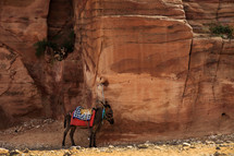 donkey tied to a red rock wall