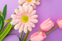 Pink Tulips On Purple Background