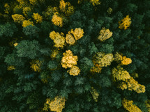 aerial view over an early fall forest 