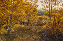 golden foliage in fall 