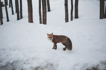 fox in snow 