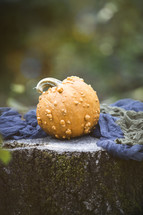 Fall pumpkin on a stump 