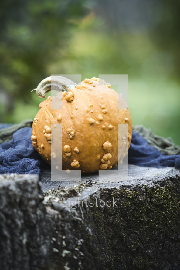 Fall pumpkin on a stump 