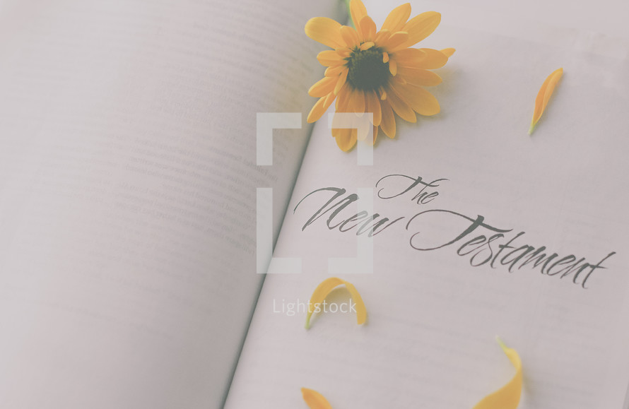 yellow flower on a Bible, the New Testament 