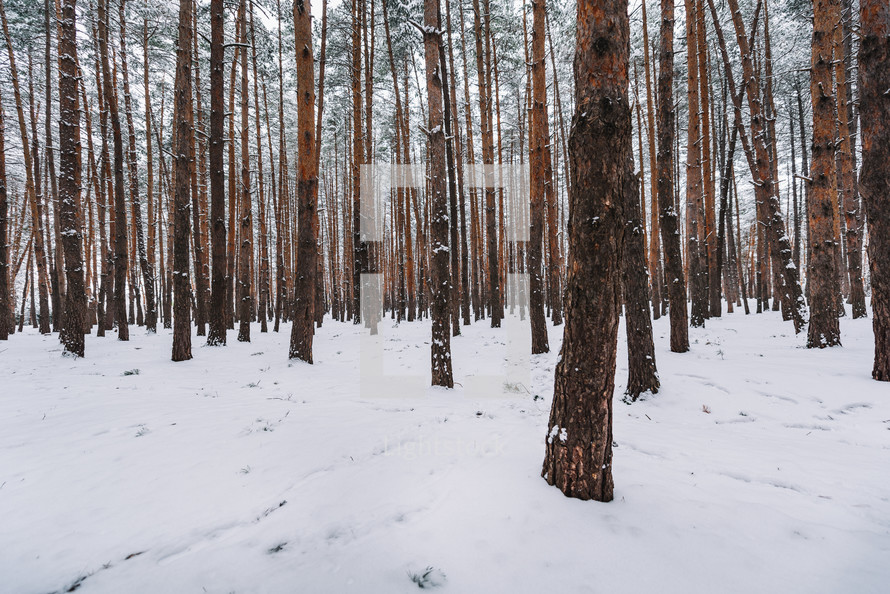Snowy pine forest in winter
