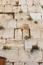 plants growing in cracks on the western wall in Jerusalem 