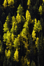 The Yellow Aspen glow in the sunlight as they mingle in the Green Evergreen trees
