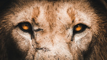 Lion eyes up close portrait