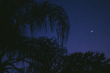 palm trees and a crescent moon