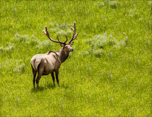 elk in a meadow 
