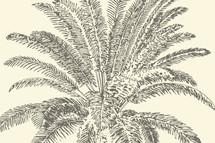 gray palm fronds 