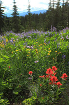 Wildflowers in forest field