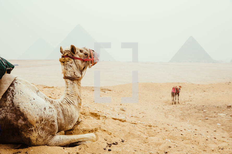 camels in Giza, Egypt 