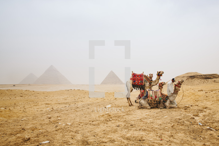 camels  in Giza, Egypt 