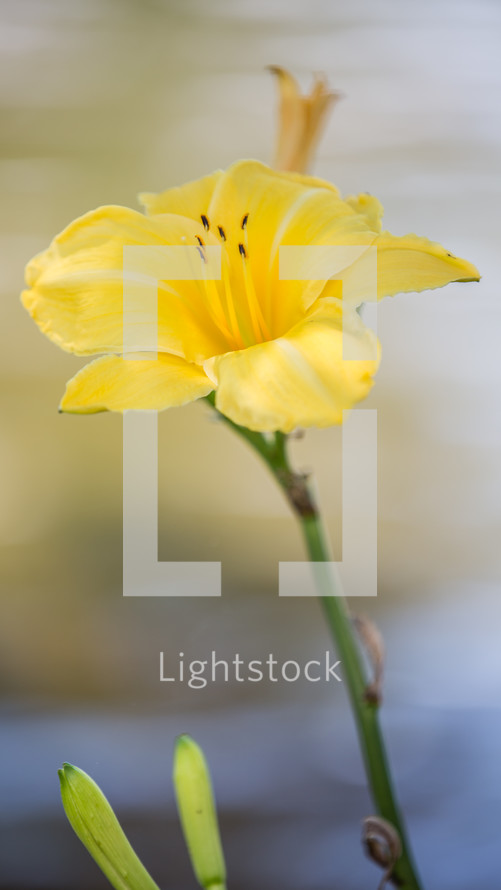 yellow lily 