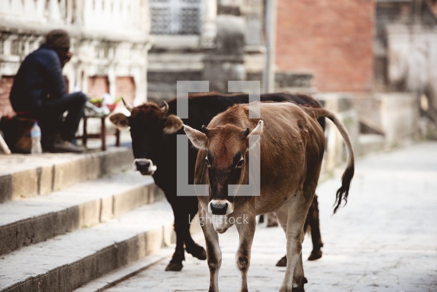 cows roaming streets 