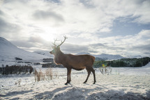 stag in the snow 