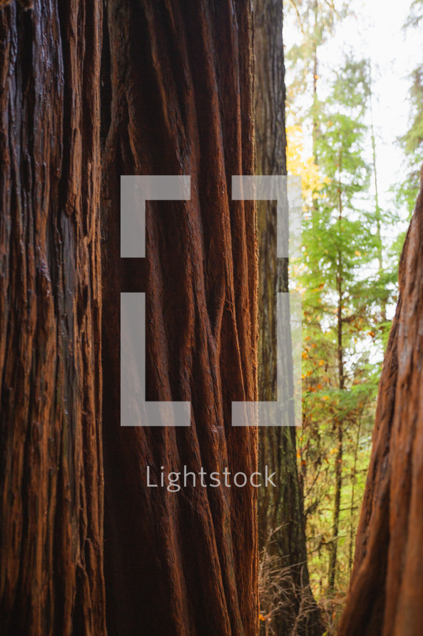 tall redwood trees 