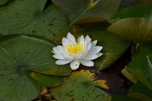 Lilypad flower on a lake