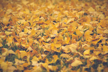 yellow fall leaves on green grass 