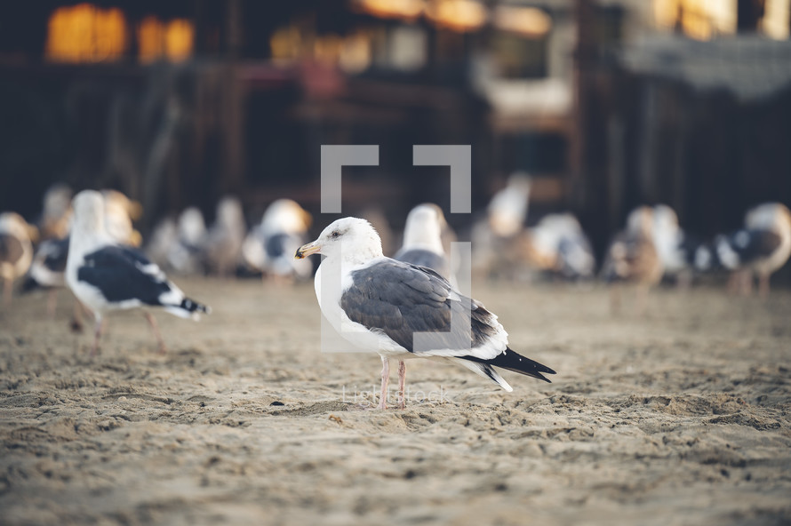 seagulls on the beach 