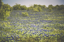bluebonnet flowers in a field 