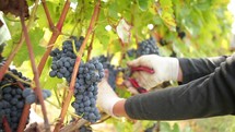 picking grapes of the vine in a vineyard 