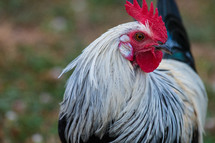 Rare breed chicken, rooster. Lakenvelder is an old German breed going back to about the 1830's.