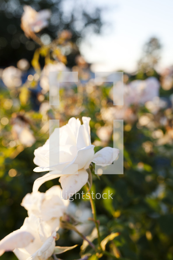white roses on a bush 