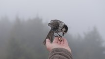 feeding a bird out of your hand 