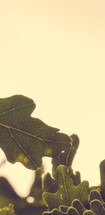 green oak leaves 