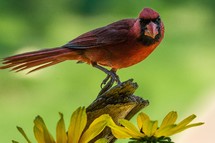 male cardinal 