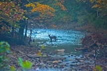 buck crossing a river 