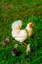 chicken and chicks 