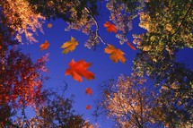 falling autumn leaves 