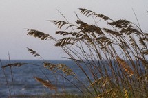 sea oats and ocean view 