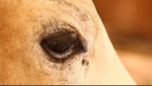 a blinking horse's eye