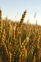 wheat grains. Autumn, fall, season, harvest, food, seed, crop, orange tares parable 