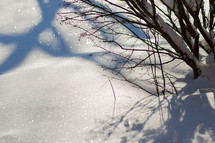 branches in the snow 