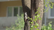 Woodpecker hitting tree with beak in city.
