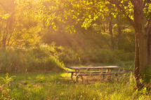 picnic table in overgrown grass